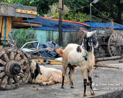 Myanmar Yangon overnight trip with Seven Countries Pattaya photo 3