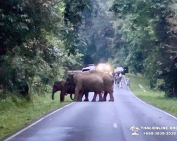 Wonderland of Khao Yai excursion Magic Thai Online Pattaya photo 287