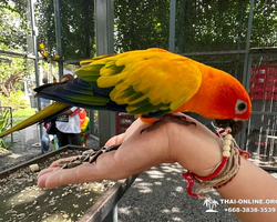 Wonderland of Khao Yai excursion Magic Thai Online Pattaya photo 203