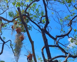 Wonderland of Khao Yai excursion Magic Thai Online Pattaya photo 212