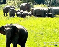 Wonderland of Khao Yai excursion Magic Thai Online Pattaya photo 261