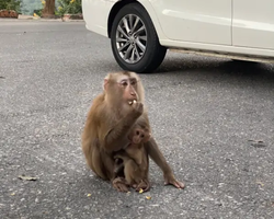 Wonderland of Khao Yai excursion Magic Thai Online Pattaya photo 301