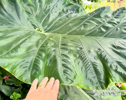 Wonderland of Khao Yai excursion Magic Thai Online Pattaya photo 323