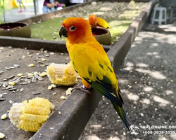 Wonderland of Khao Yai excursion Magic Thai Online Pattaya photo 321