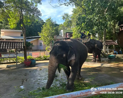 Wonderland of Khao Yai excursion Magic Thai Online Pattaya photo 194