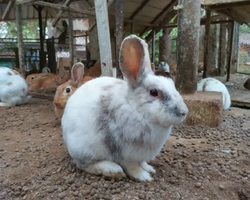 Wonderland of Khao Yai excursion Magic Thai Online Pattaya photo 320