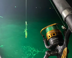 Squid sea fishing in night-time Pattaya Thailand - tour photo 56