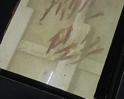 Squid sea fishing in night-time Pattaya Thailand - tour photo 63