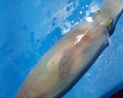 Squid sea fishing in night-time Pattaya Thailand - tour photo 48