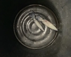 Squid sea fishing in night-time Pattaya Thailand - tour photo 40