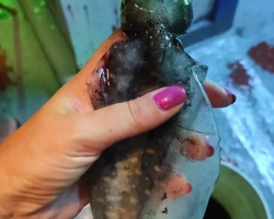 Squid sea fishing in night-time Pattaya Thailand - tour photo 26