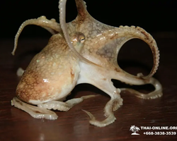 Squid sea fishing in night-time Pattaya Thailand - tour photo 44