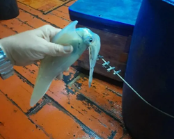 Squid sea fishing in night-time Pattaya Thailand - tour photo 13