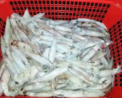 Squid sea fishing in night-time Pattaya Thailand - tour photo 5