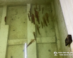 Squid sea fishing in night-time Pattaya Thailand - tour photo 38