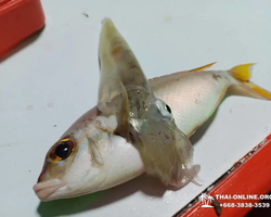 Squid sea fishing in night-time Pattaya Thailand - tour photo 60