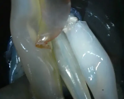 Squid sea fishing in night-time Pattaya Thailand - tour photo 69