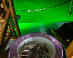Squid sea fishing in night-time Pattaya Thailand - tour photo 27