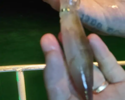 Squid sea fishing in night-time Pattaya Thailand - tour photo 66