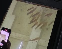 Squid sea fishing in night-time Pattaya Thailand - tour photo 64