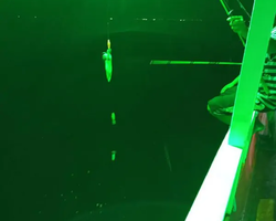 Squid sea fishing in night-time Pattaya Thailand - tour photo 67