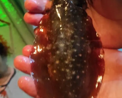 Squid sea fishing in night-time Pattaya Thailand - tour photo 34