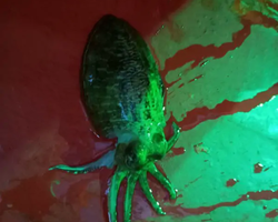 Squid sea fishing in night-time Pattaya Thailand - tour photo 42