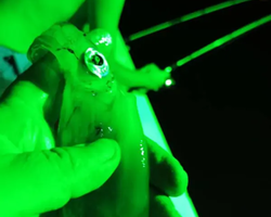 Squid sea fishing in night-time Pattaya Thailand - tour photo 58