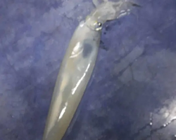 Squid sea fishing in night-time Pattaya Thailand - tour photo 65