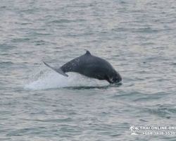 Bryde's whale photo hunt in Thailand Pattaya - tour picture 55