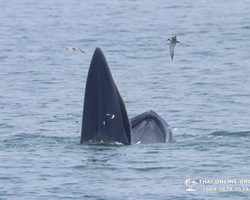 Bryde's whale photo hunt excursion from Pattaya - picture 34