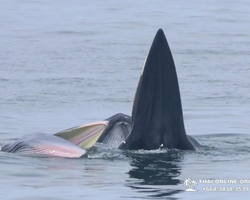 Bryde's whale photo hunt in Thailand Pattaya - tour picture 21