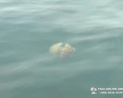 Bryde's whale photo hunt excursion from Pattaya - picture 33