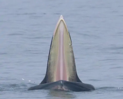 Bryde's whale photo hunt excursion from Pattaya - picture 30