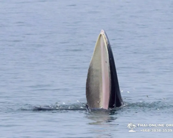Bryde's whale photo hunt excursion from Pattaya - picture 48