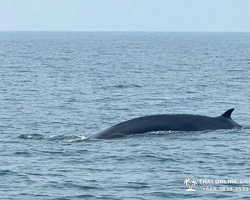Bryde's whale photo hunt excursion from Pattaya - picture 8