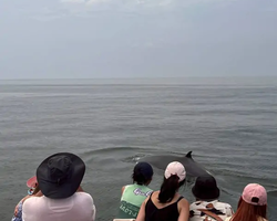 Bryde's whale photo hunt excursion from Pattaya - picture 42