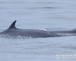Bryde's whale photo hunt excursion from Pattaya - picture 31