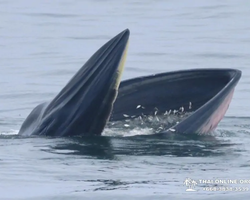 Bryde's whale photo hunt in Thailand Pattaya - tour picture 20