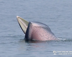 Bryde's whale photo hunt in Thailand Pattaya - tour picture 64