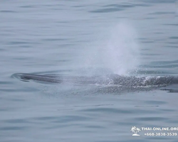 Bryde's whale photo hunt in Thailand Pattaya - tour picture 51