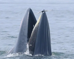 Bryde's whale photo hunt in Thailand Pattaya - tour picture 14