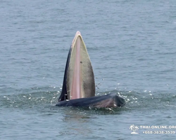 Bryde's whale photo hunt excursion from Pattaya - picture 44