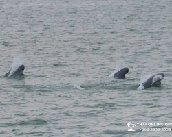 Bryde's whale photo hunt in Thailand Pattaya - tour picture 59