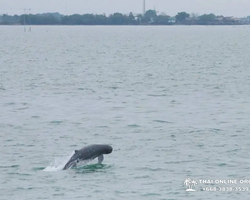 Bryde's whale photo hunt in Thailand Pattaya - tour picture 58