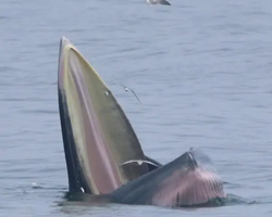 Bryde's whale photo hunt in Thailand Pattaya - tour picture 25