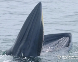 Bryde's whale photo hunt in Thailand Pattaya - tour picture 13