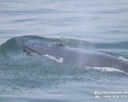 Bryde's whale photo hunt excursion from Pattaya - picture 37