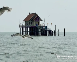 Bryde's whale photo hunt in Thailand Pattaya - tour picture 11