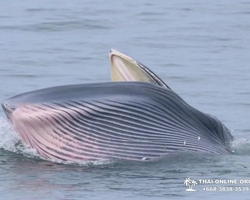 Bryde's whale photo hunt in Thailand Pattaya - tour picture 19
